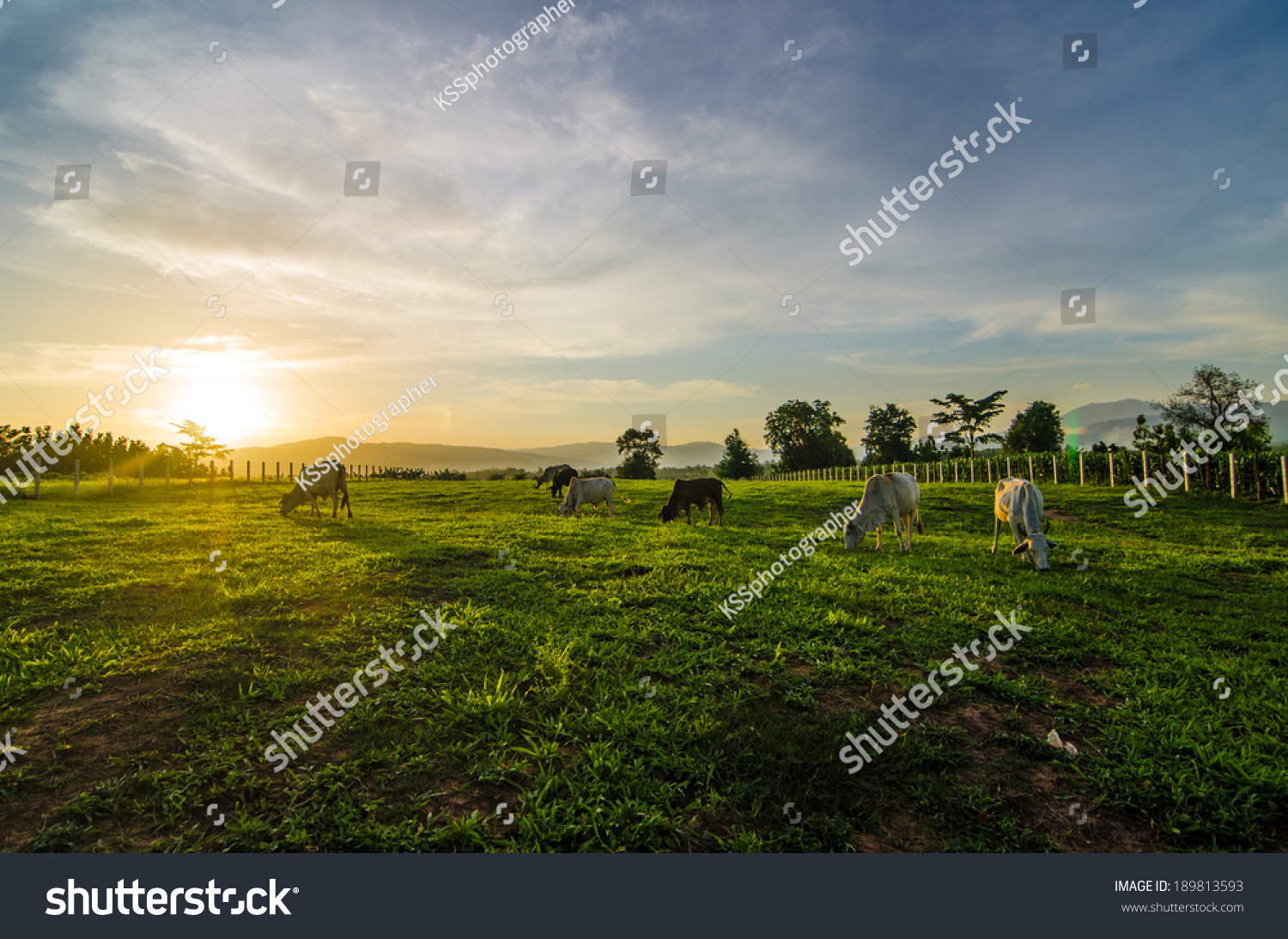 Farm cow on sunrise #189813593
