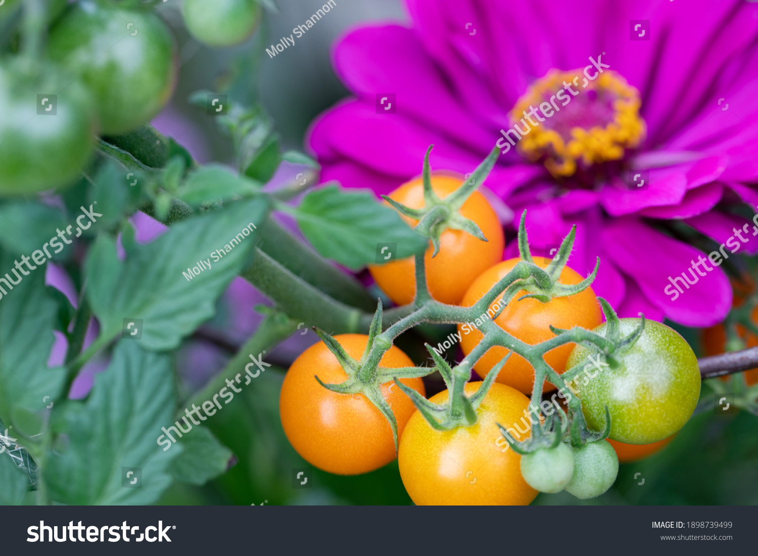 Companion planting of amethyst zinnia with sun gold cherry tomatoes are a perfect combination. Zinnias deter cucumber beetles and tomato worms. They attract predatory wasps and hover flies. #1898739499