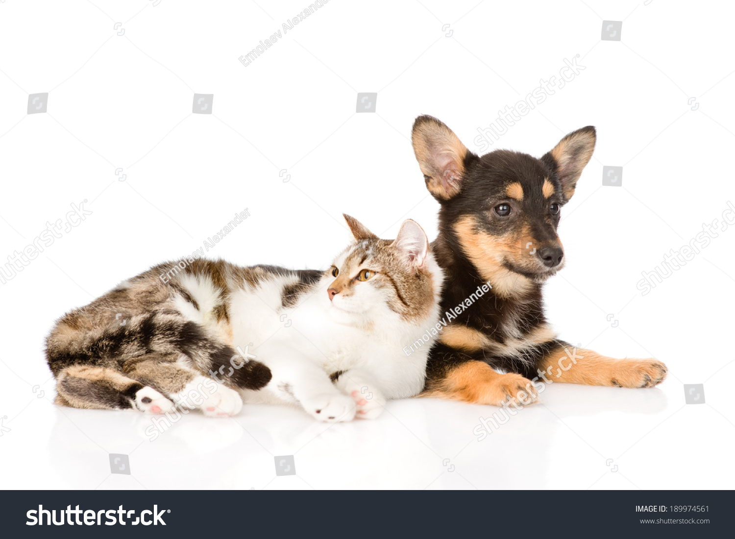 small puppy dog and kitten lying together. isolated on white background #189974561