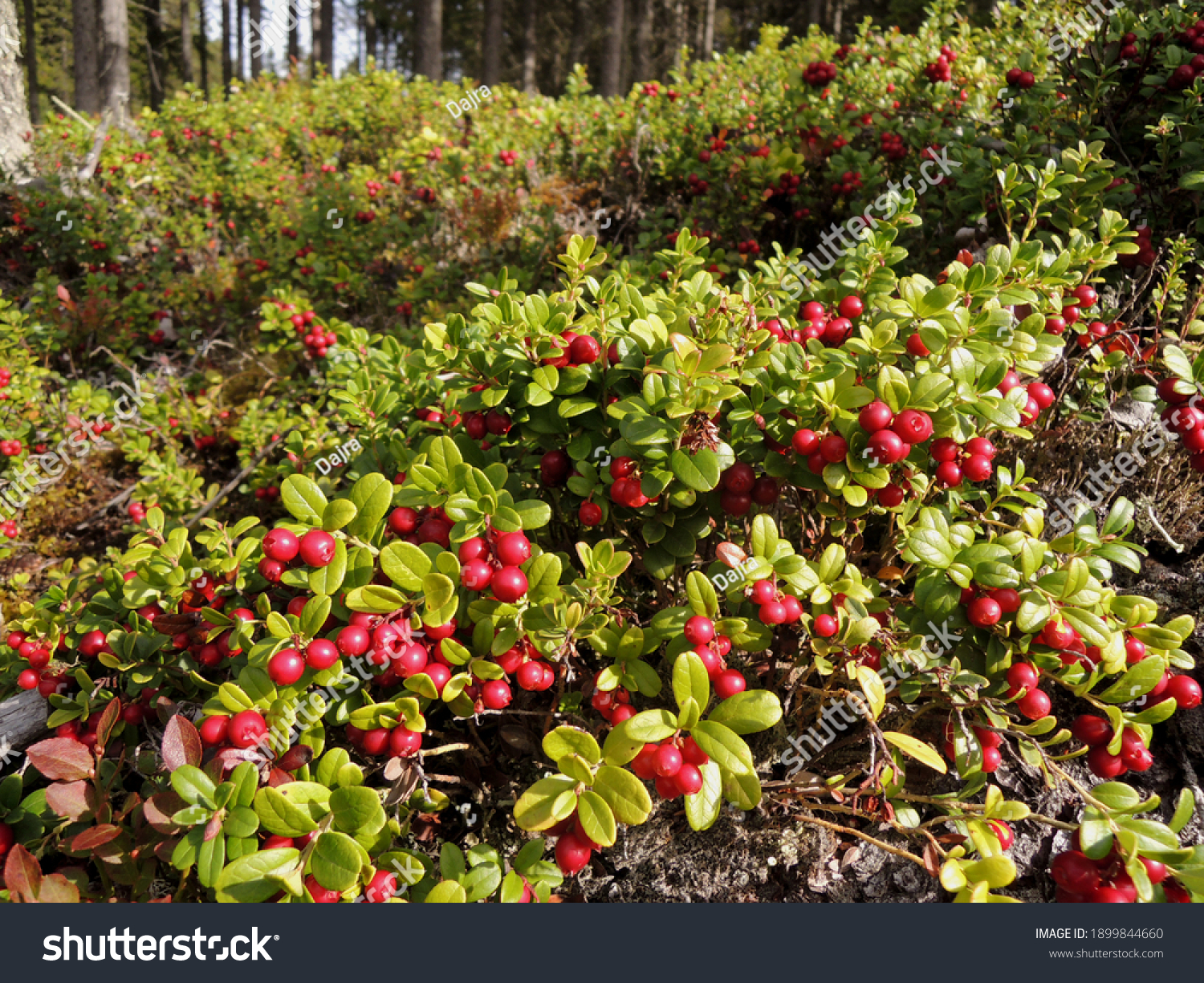 Wild lingonberries (Vaccinium vitis-idaea) growing up in the forest. Cowberry is a short evergreen shrub          #1899844660