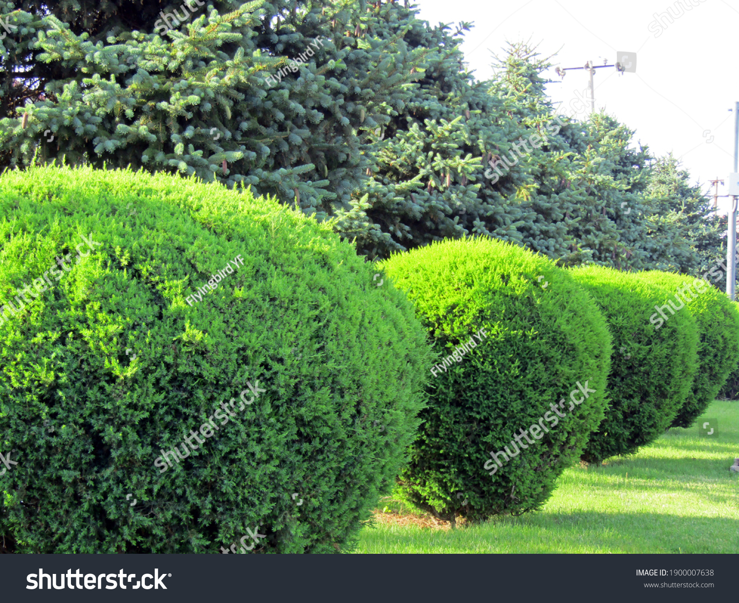 A row of spherically trimmed lush juniper shrub hedges growing on lawn in the front of a row of fir trees with a couple of power poles under sunshine in spring #1900007638