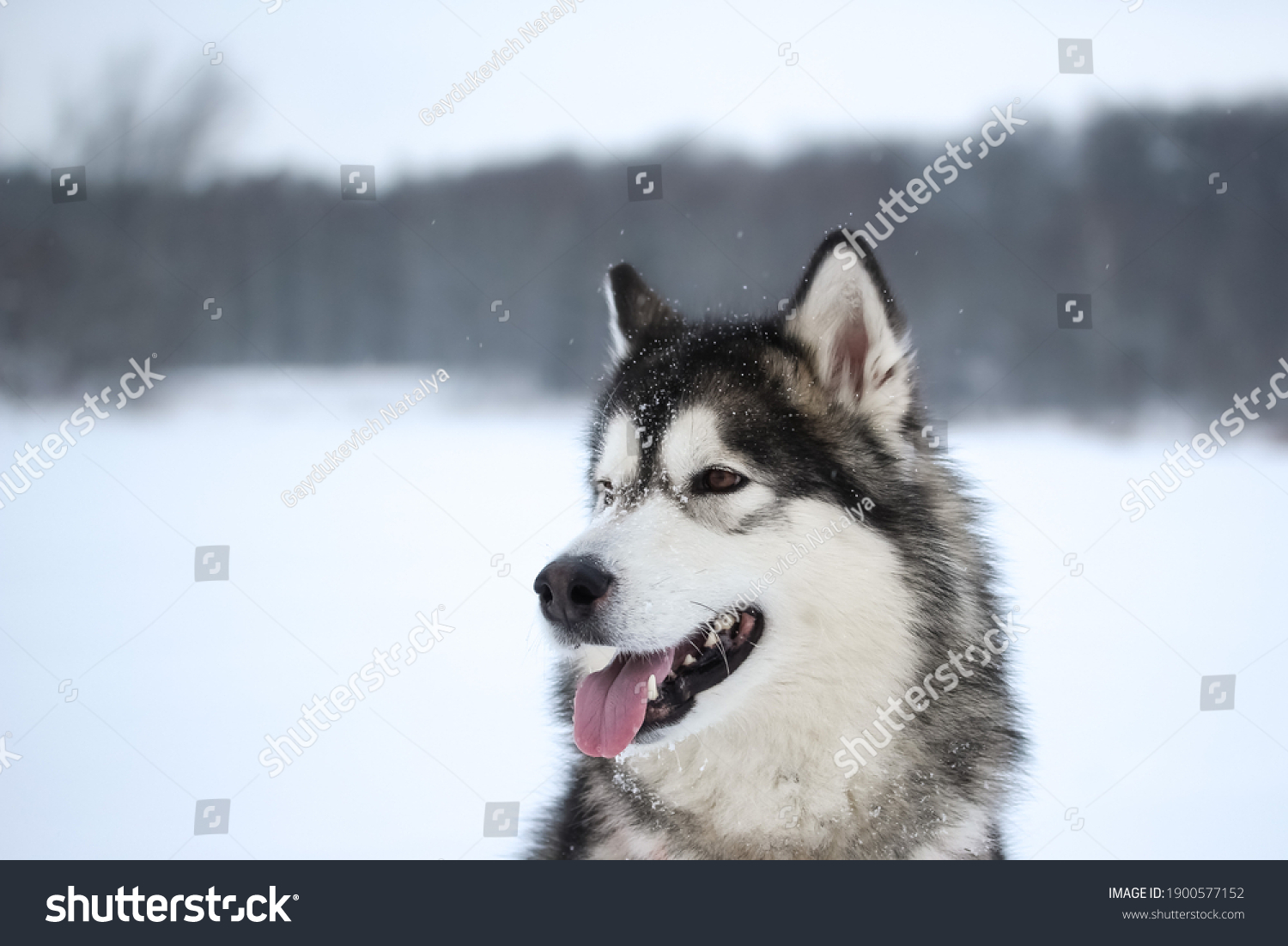 An adult gray-spirited dog of the Alaskan Malamute breed walks on the street in snowy weather Moscow region #1900577152