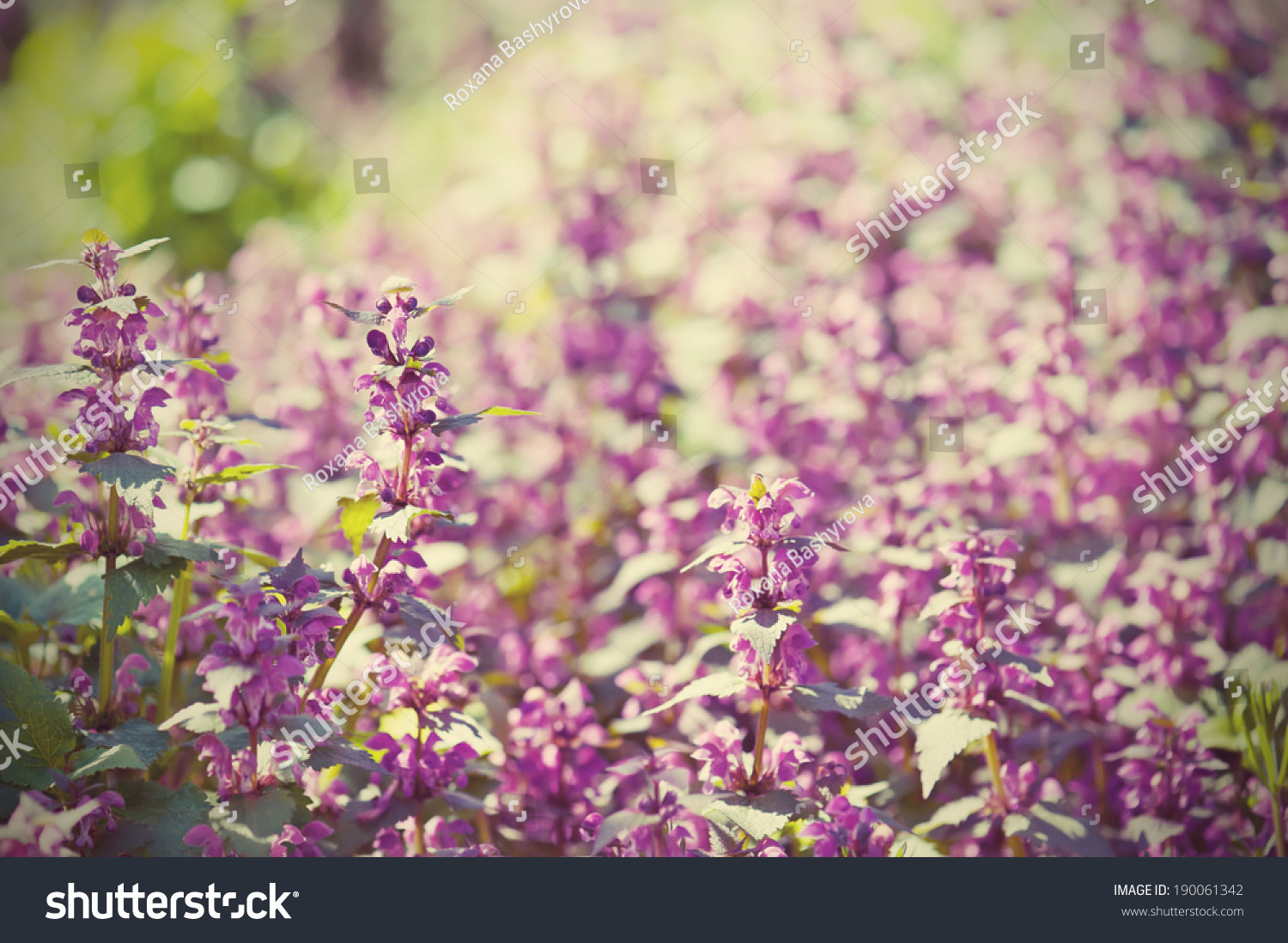 Background from tender soft violet blue beautiful flowers, floral vintage  background #190061342