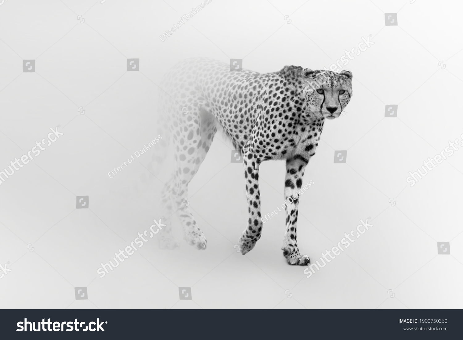 Cheetah is the worlds fastest land animal #1900750360