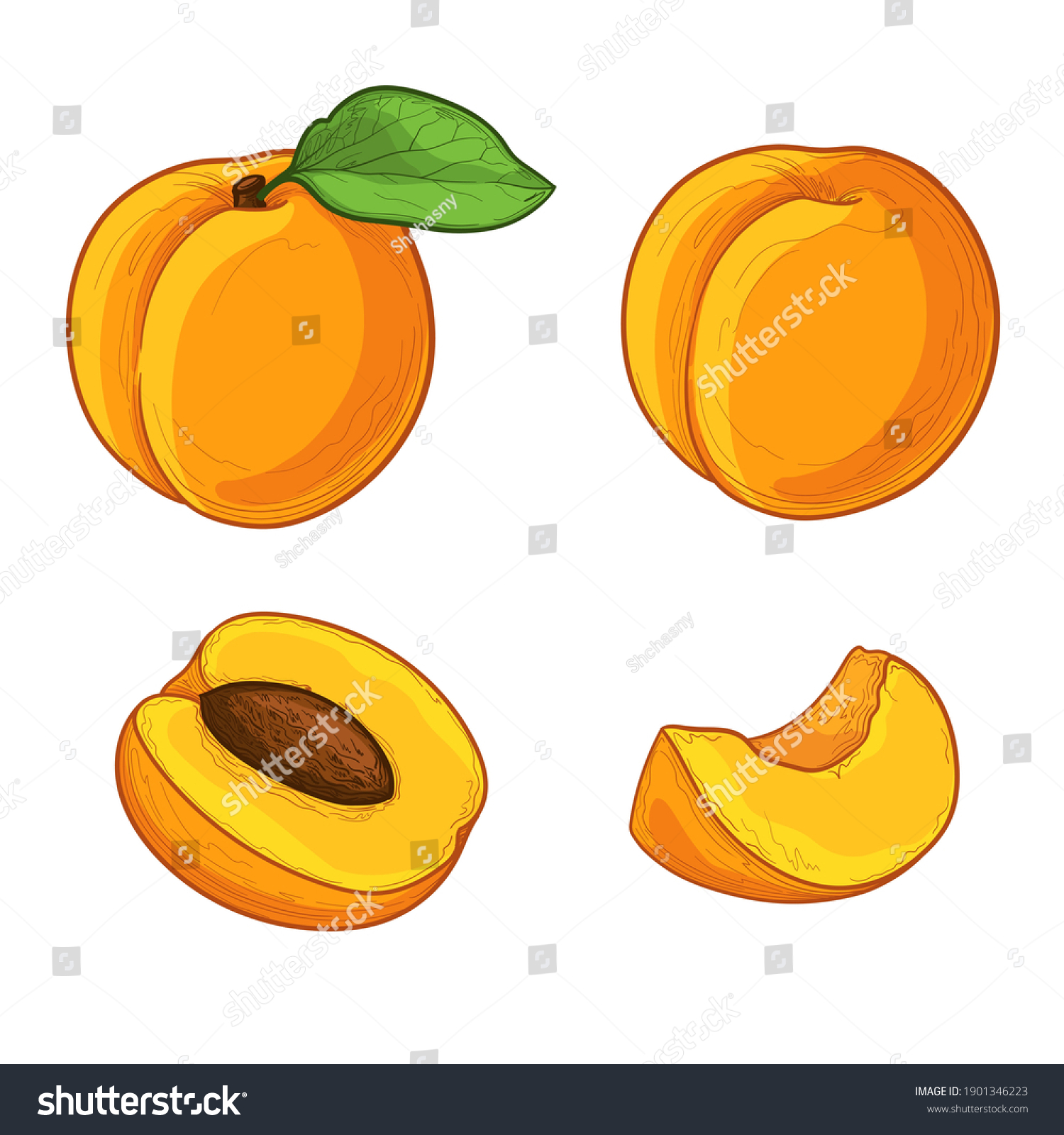 Set of colorful apricot. Half an apricot. Slice of apricot. Isolated vector illustration. #1901346223
