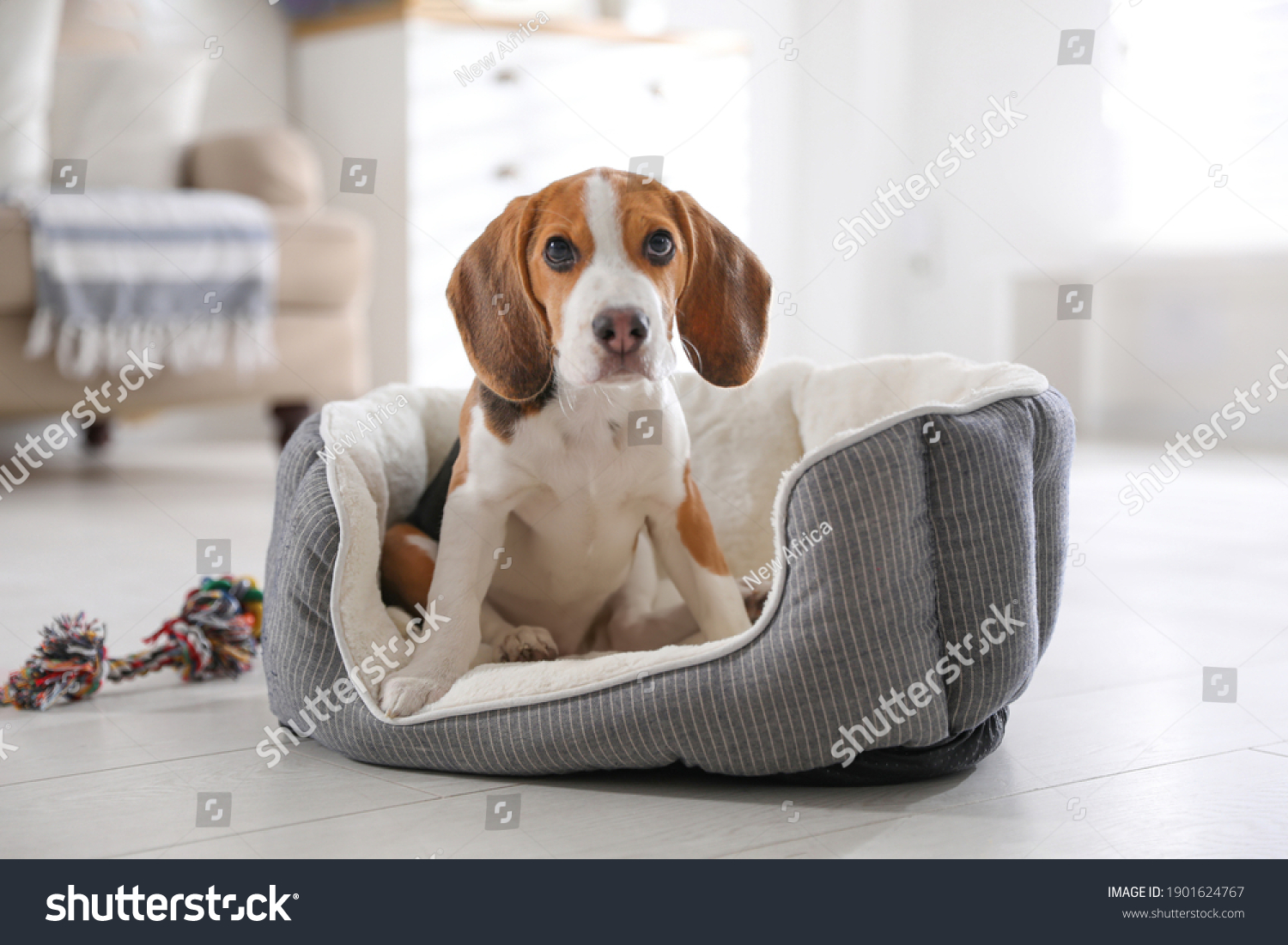 Cute Beagle puppy in dog bed at home. Adorable pet #1901624767