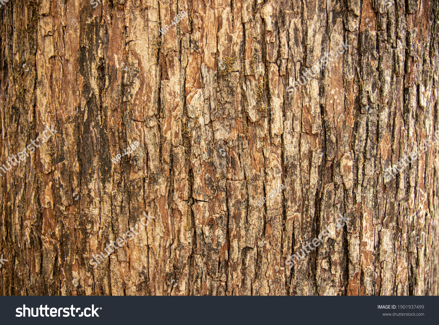 Bark pattern is seamless texture from tree. For background wood work, Bark of brown hardwood, thick bark hardwood, residential house wood. nature, trunk, tree, bark, hardwood, trunk, tree, trunk #1901937499