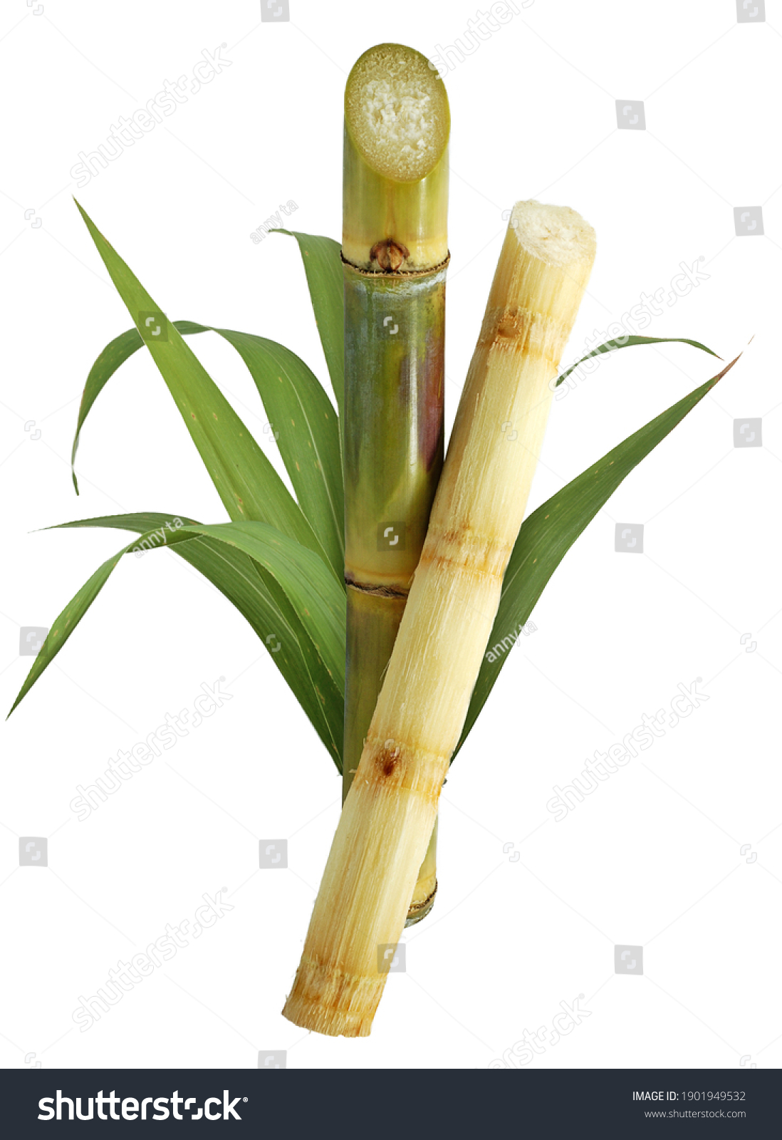Sugar cane isolated on white background #1901949532