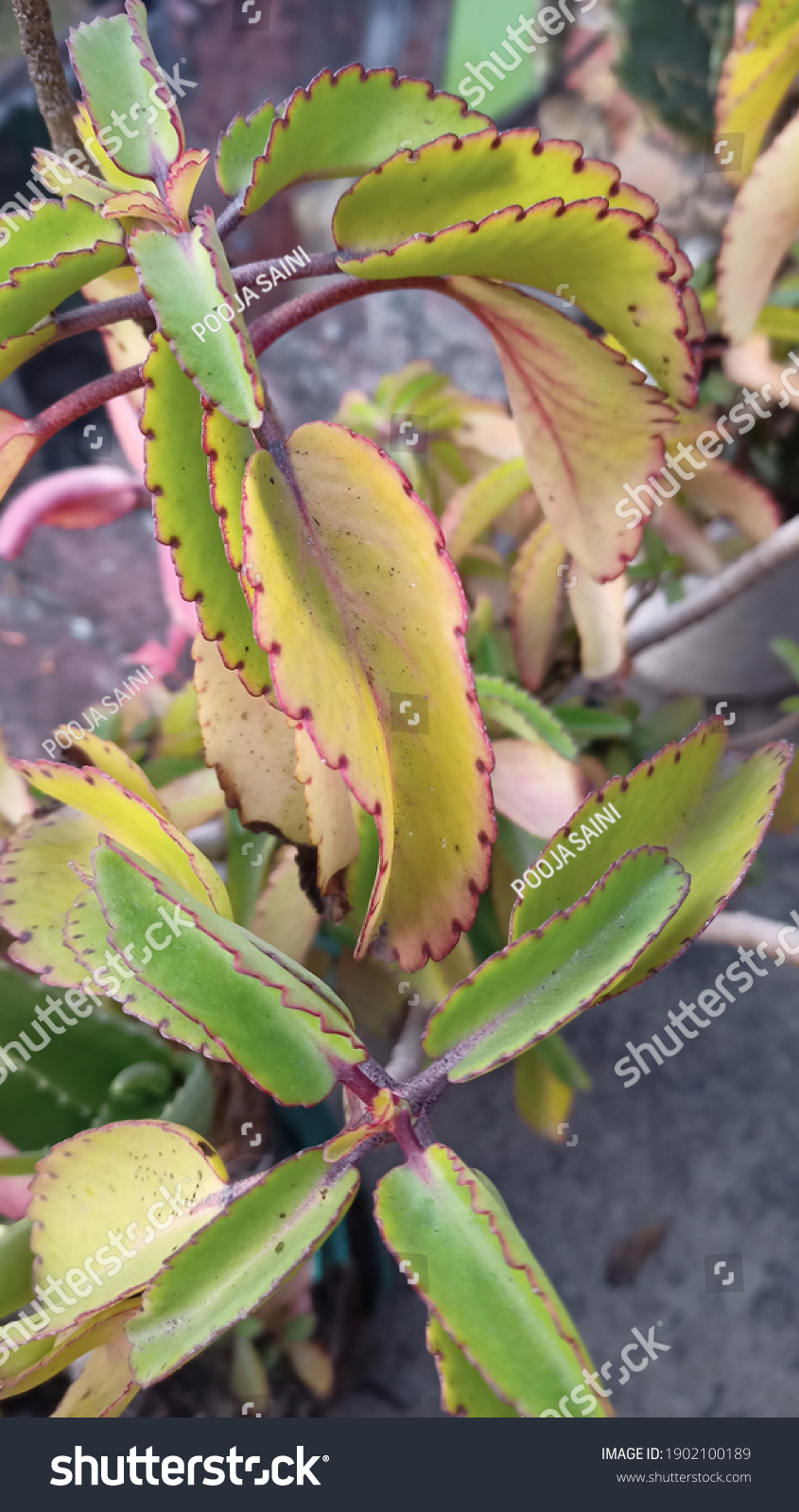 Bryophyllum Pinnatum Kalanchoe Pinnata Kalanchoe - Royalty Free Stock ...