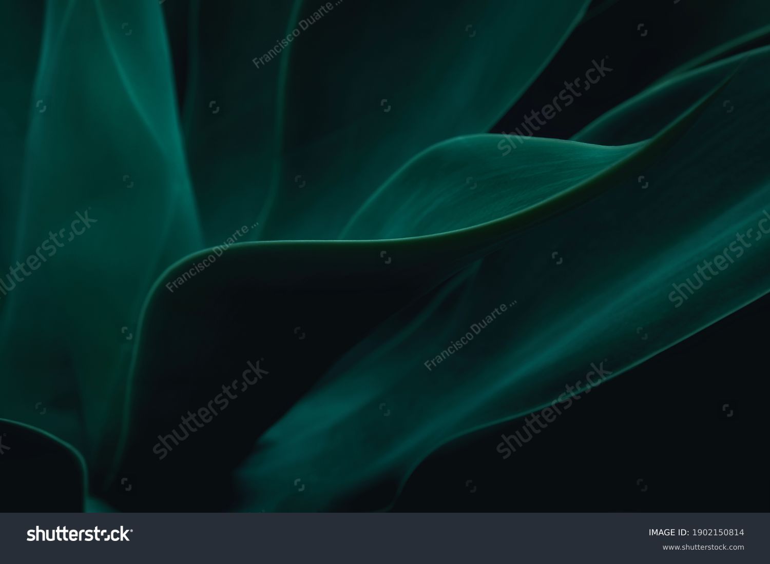 Cactus plant Agave attenuata soft details texture. Natural abstract, delicate and fluid shapes lines. Highlight for a focused leaf edges and blurred background. Colored dark green. Dark moody feel.   #1902150814