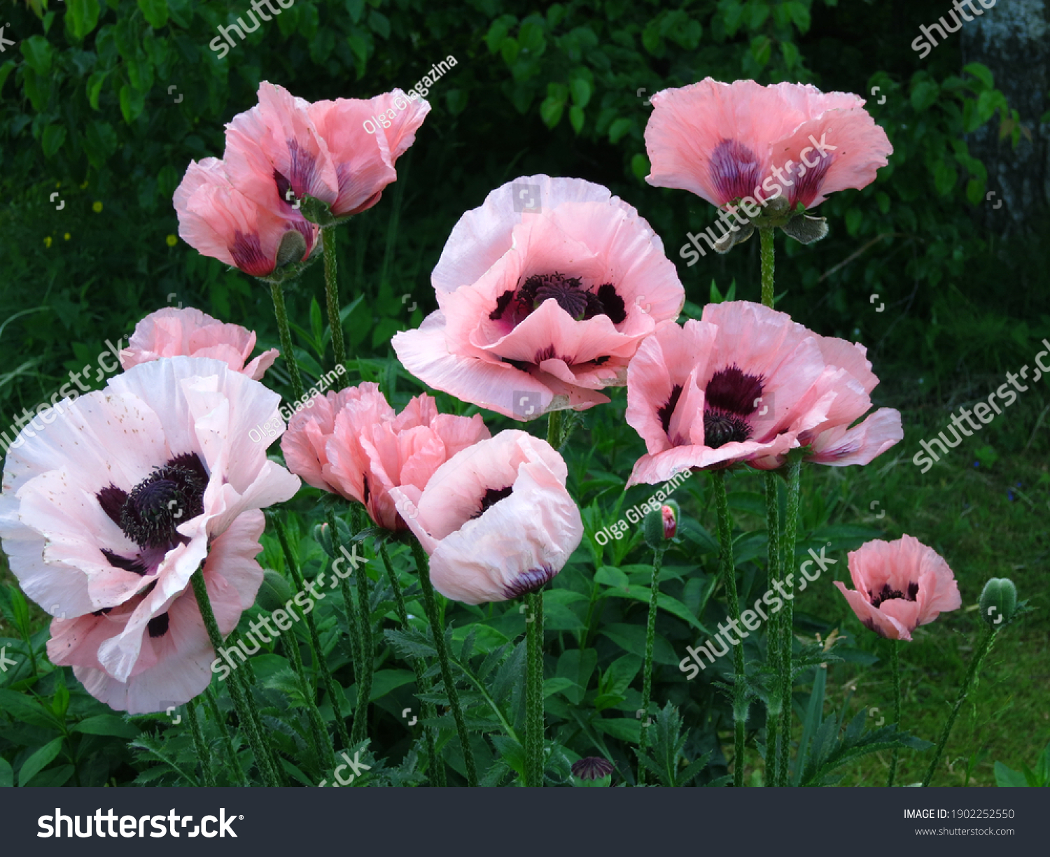 Pink oriental poppy (Papaver orientale) blooms in the garden in June. #1902252550
