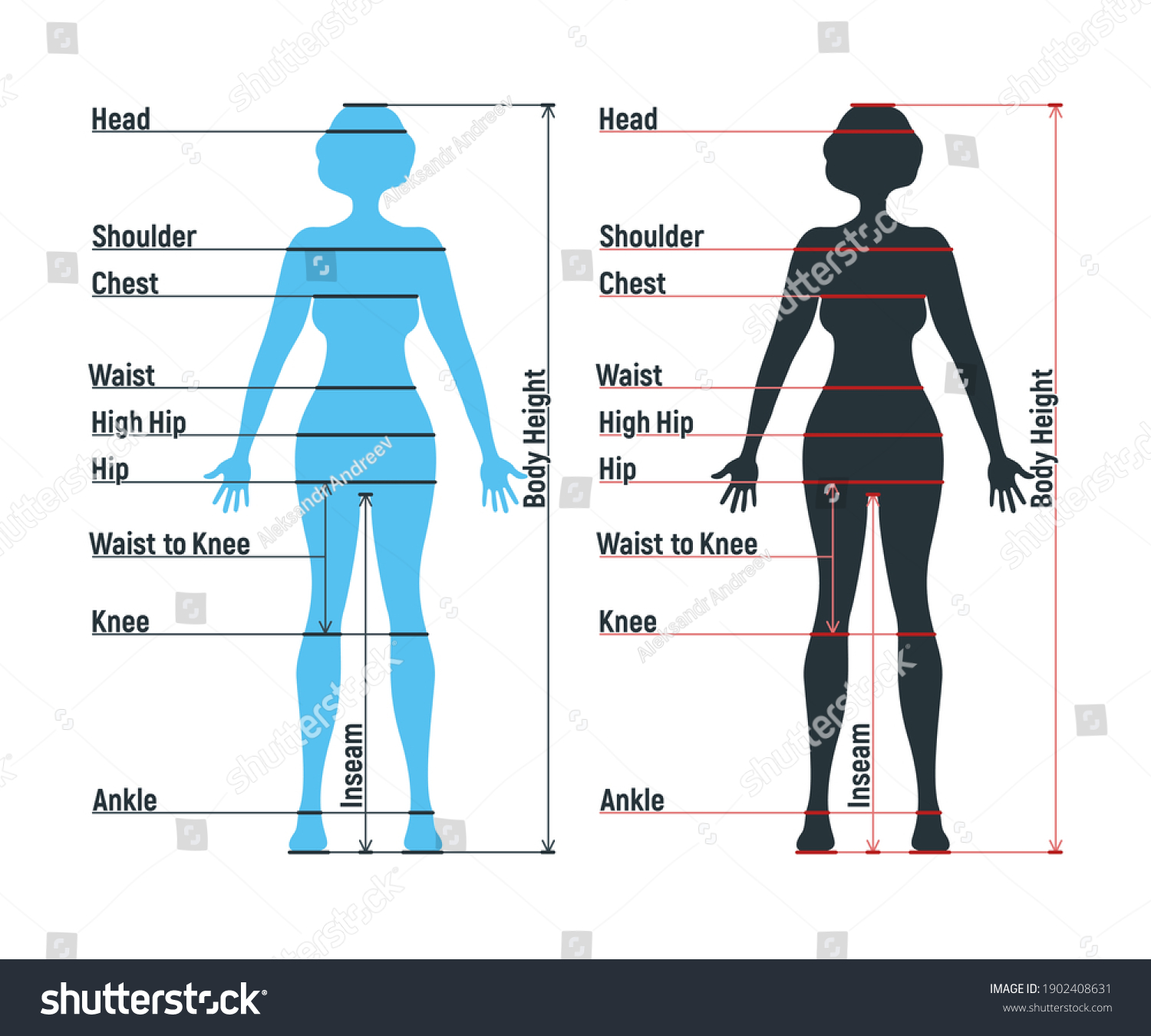 Female size chart anatomy human character, - Royalty Free Stock Vector ...