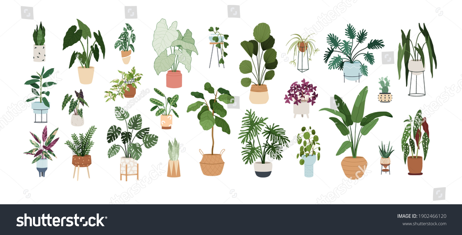 Set of trendy potted plants for home. Different indoor houseplants isolated on white background. Alocasia, begonia, fan palm, monstera, ficus, strelitzia and oxalis. Colored flat vector illustration #1902466120