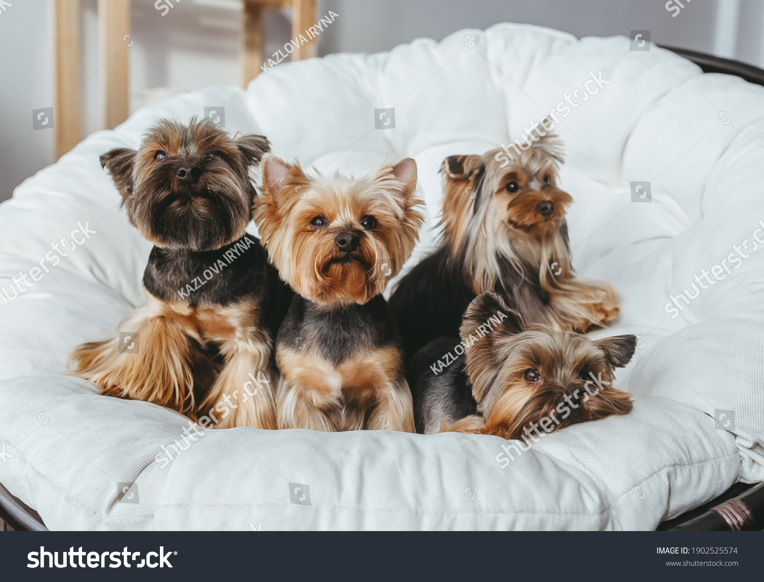Four cute  Yorkshire Terrier on miniature couch sofa. Front view  #1902525574
