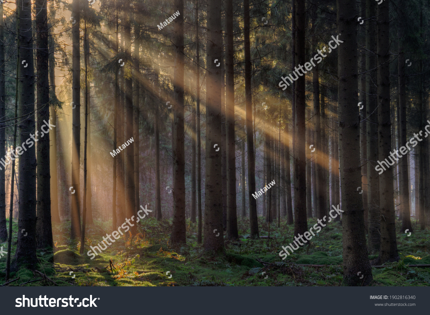 Sunrays in a forest on a hazy morning in winter, a fairy landscape #1902816340