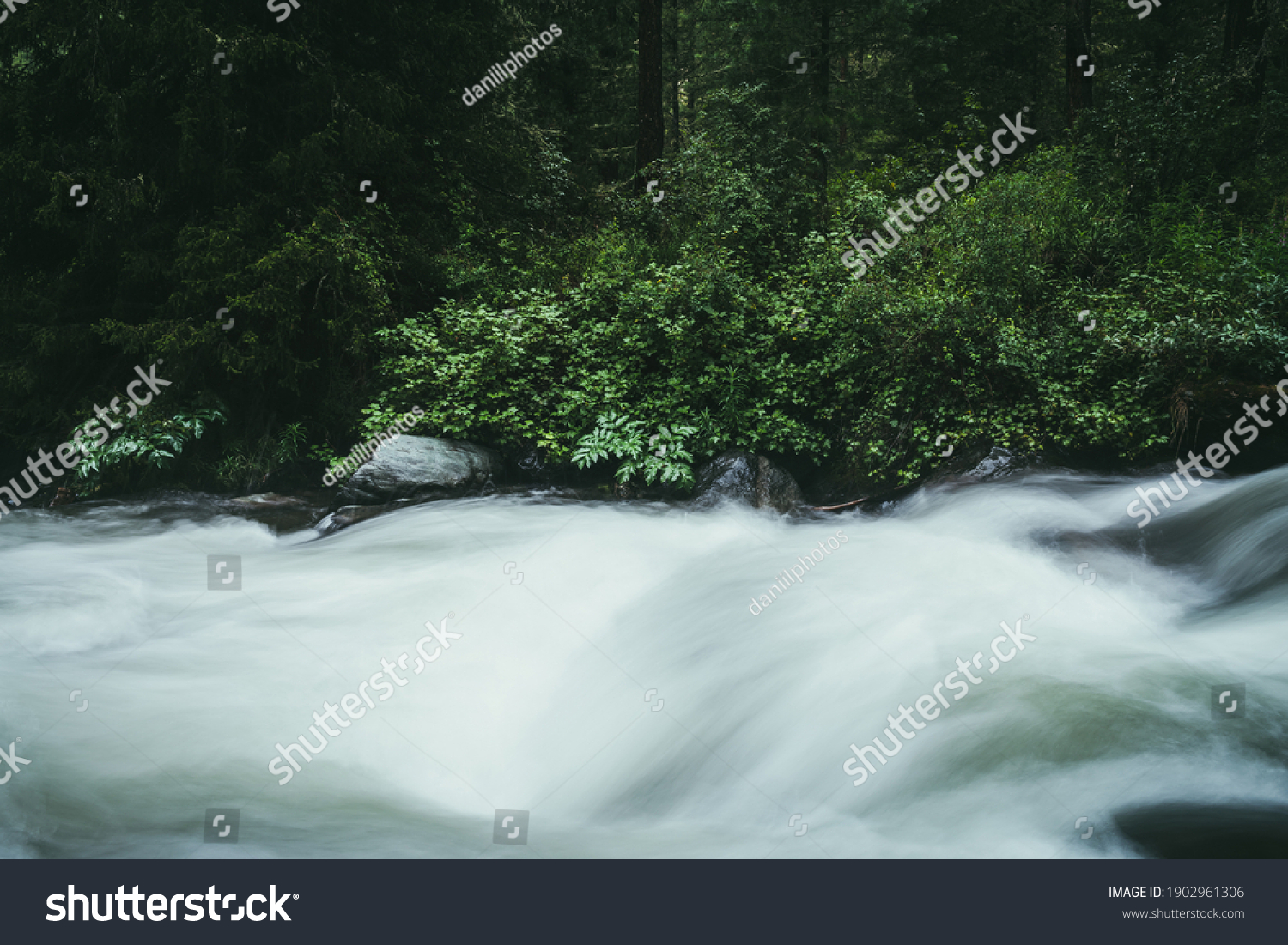 Green forest landscape with wild thickets near powerful mountain river. Blurred power turbulent rapids in mountain creek in dark forest. Atmospheric nature scenery with mountain river and wild flora. #1902961306