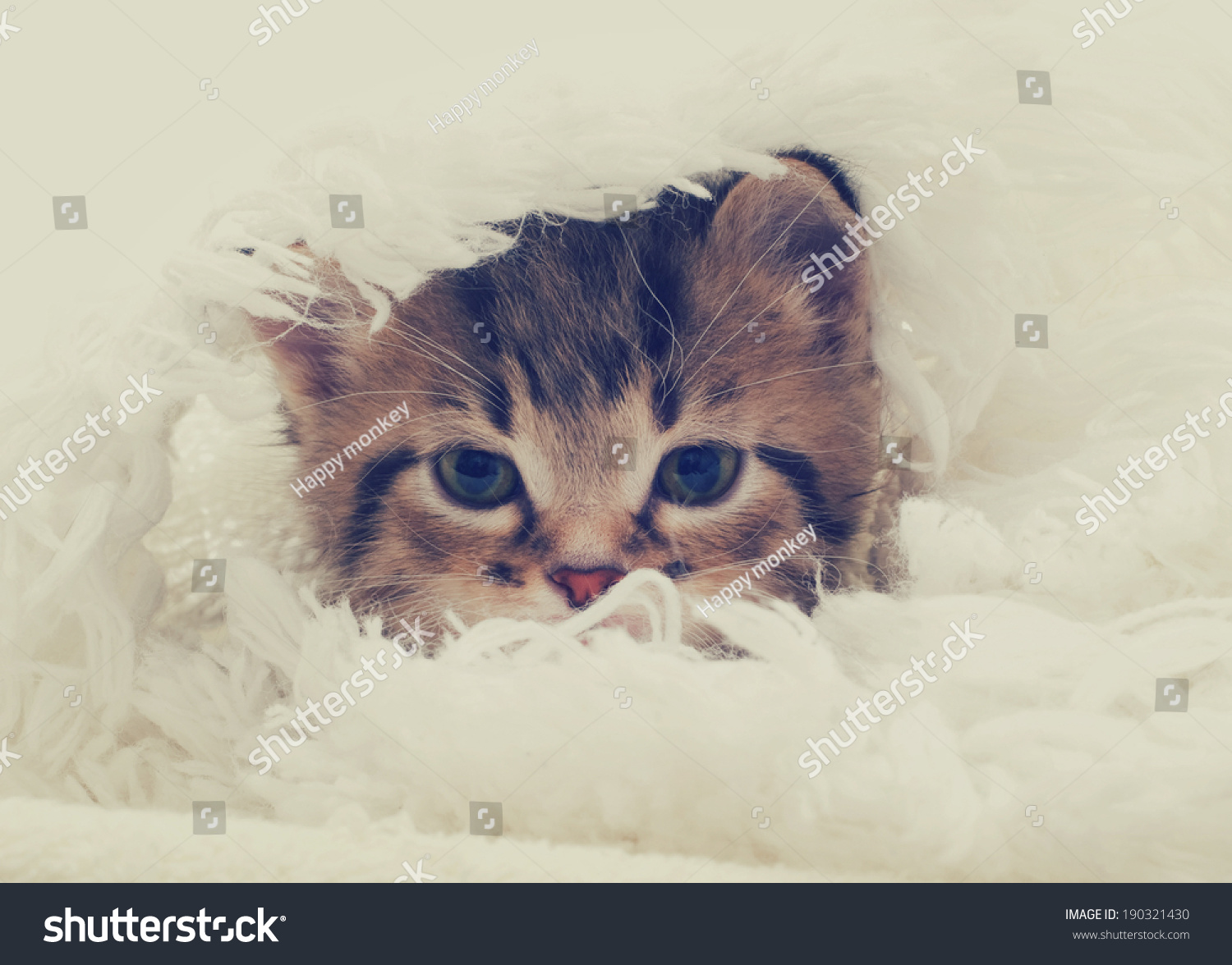tabby kitten looks #190321430