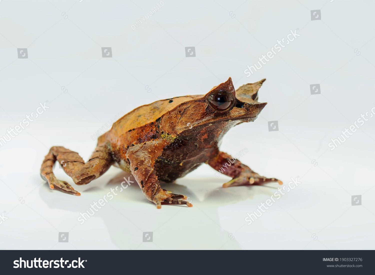 The long-nosed horned frog Megophrys nasuta isolated on white Background

 #1903327276