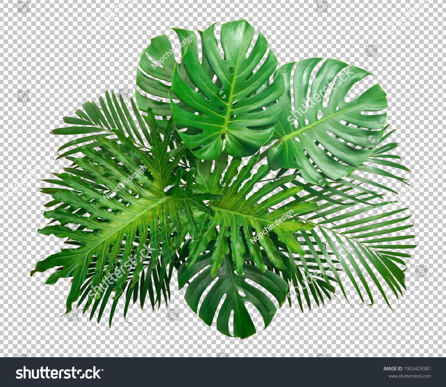 Bush Green Monstera leaf isolated transparency white background.Tropical leaves object clipping path #1903429381