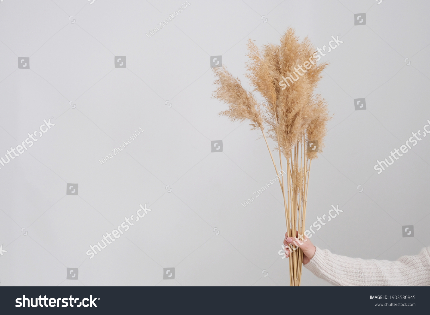 woman hand holds the pampas grass. Reed Plume Stem, Dried Pampas Grass, Decorative Feather Flower Arrangement for Home, New Trendy Home Decor. #1903580845