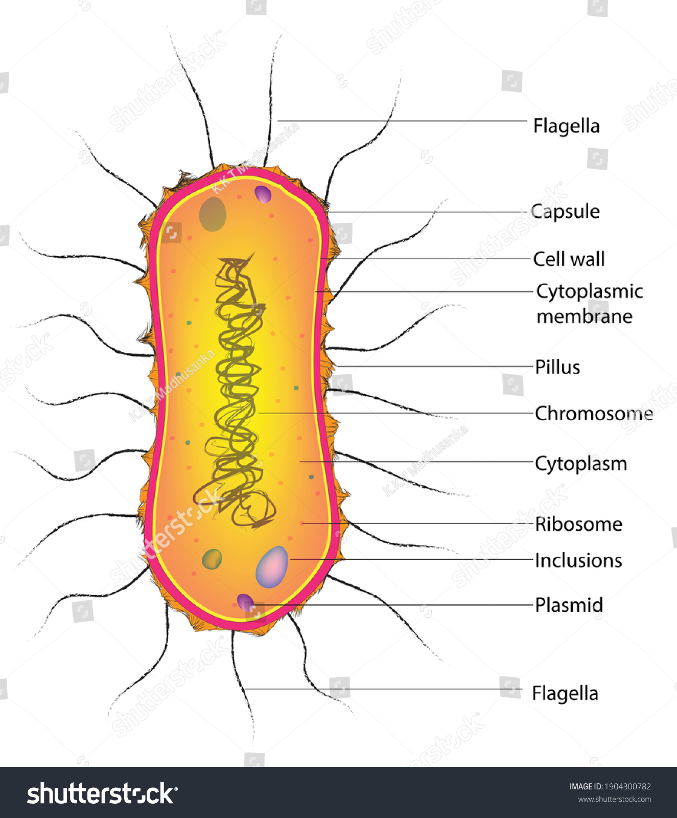 Biological Structure of Peritrichous Bacteria - Royalty Free Stock ...