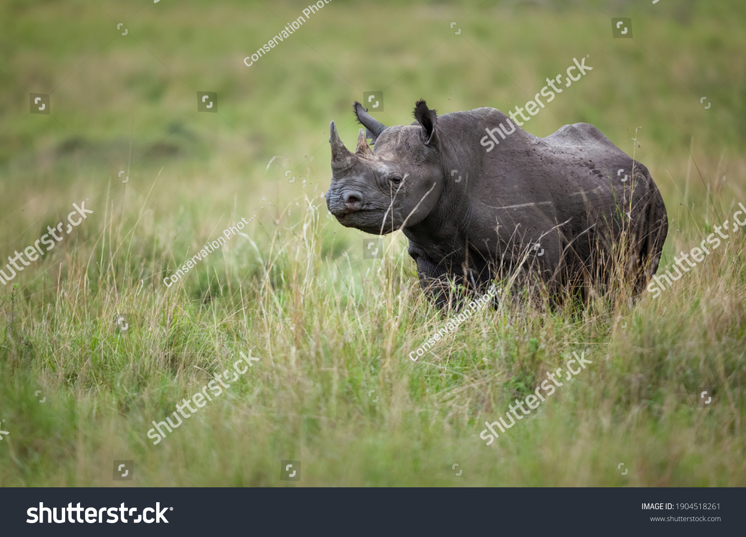 A black rhinoceros (Diceros bicornis) on the open plains of Kenya’s Maasai Mara National Reserve. The black rhinoceros is classified as critically endangered by the IUCN. #1904518261