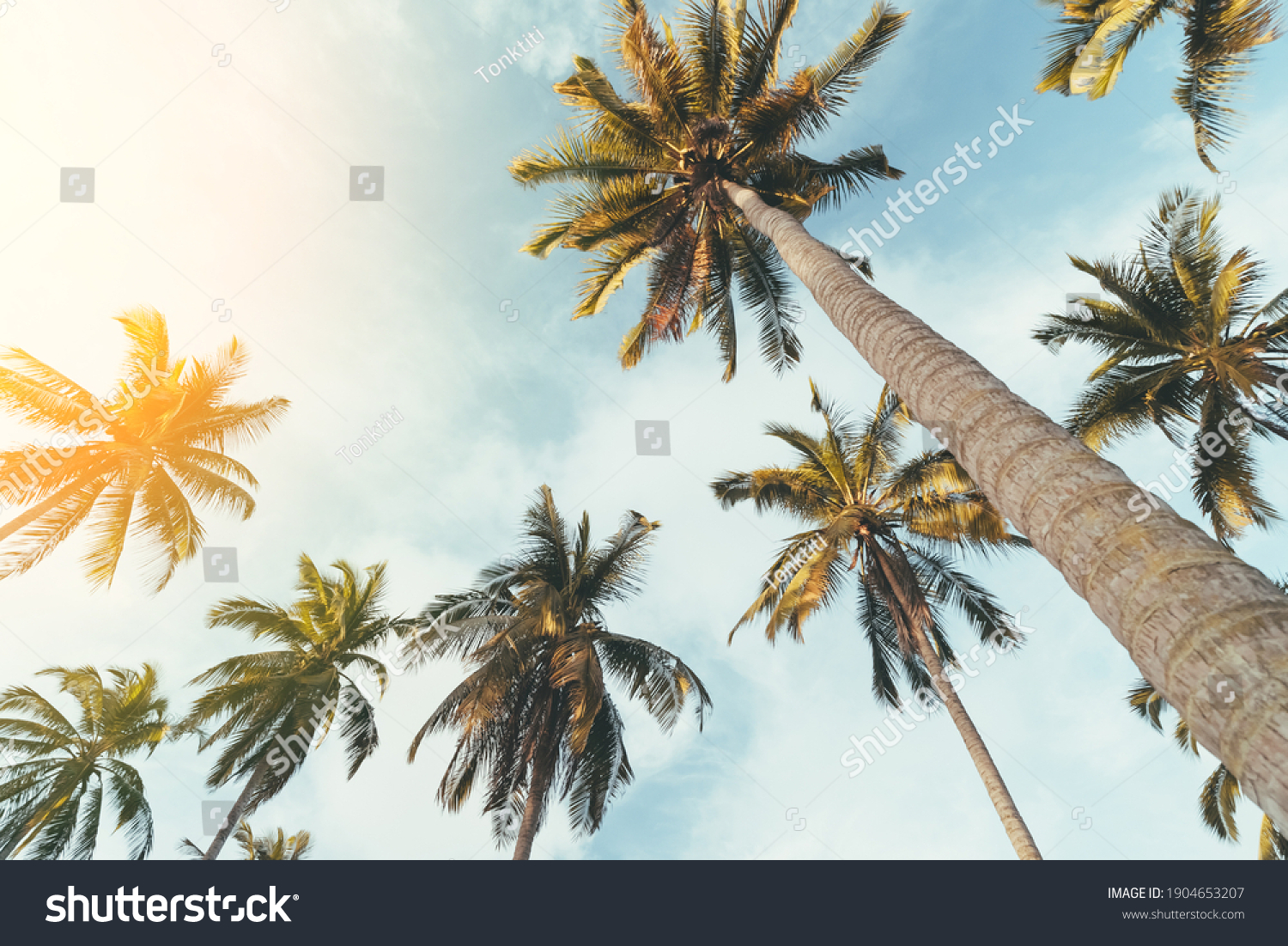 Tropical palm tree with sun light on sunset sky and cloud abstract background. Summer vacation and nature travel adventure concept. Pastel tone filter effect color style. #1904653207