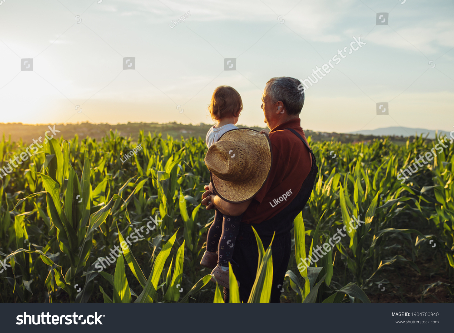 Happy family in corn field. Family standing in corn field an looking at sun rise #1904700940