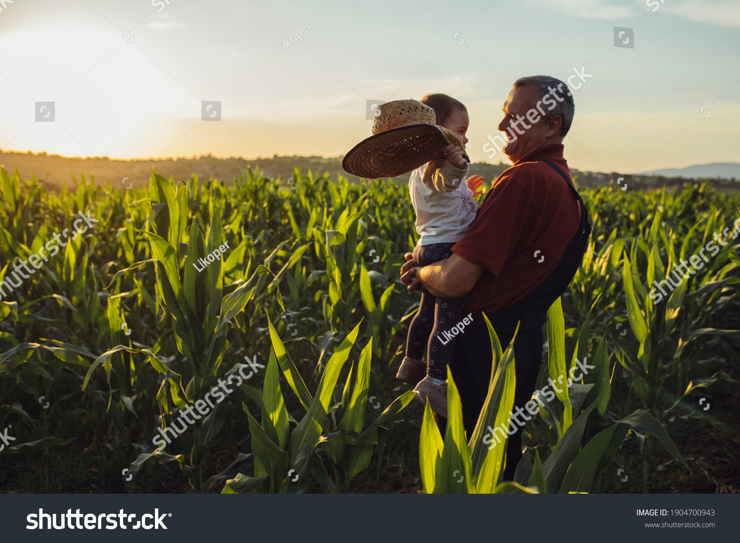 Happy family in corn field. Family standing in corn field an looking at sun rise #1904700943