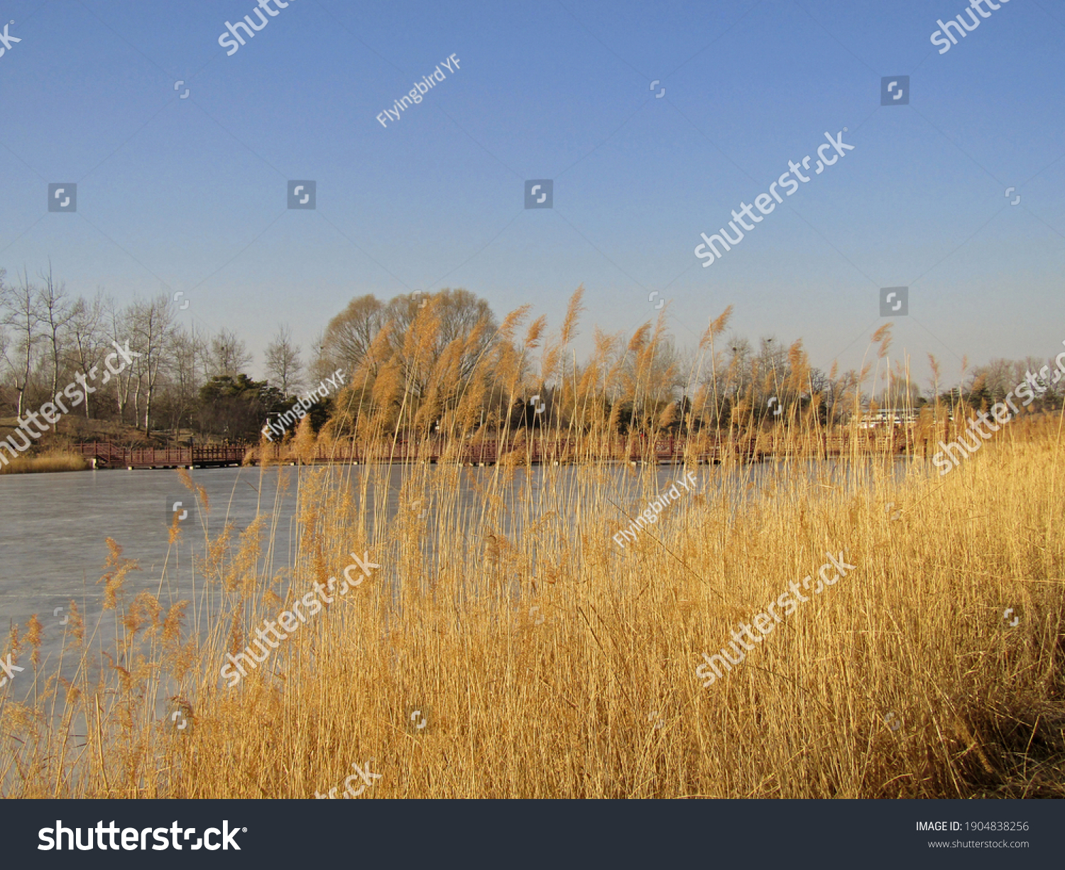 Beautiful scenic view of yellow reeds clusters growing on lakeside, with wooden bridge over icy lake and leafless trees on the other lakeside under clear blue sky in winter in Beijing, China #1904838256