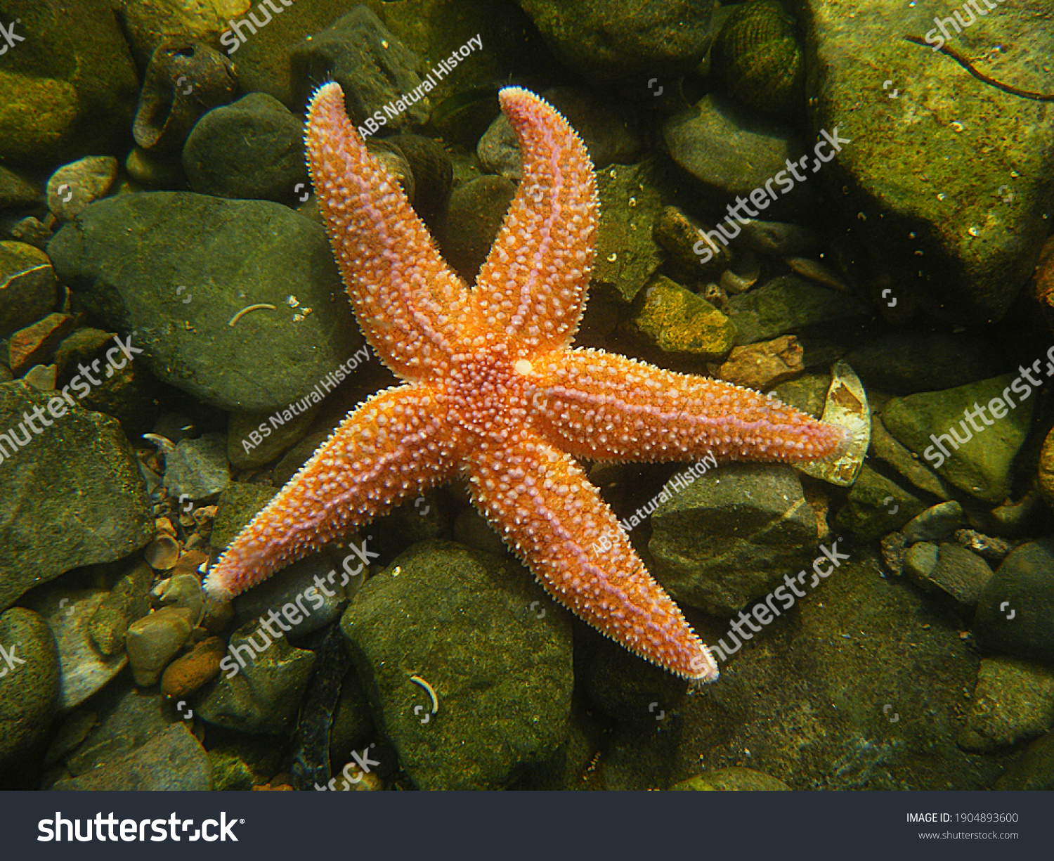 Common Starfish, Asterias rubens. Taken Torbay, England. #1904893600