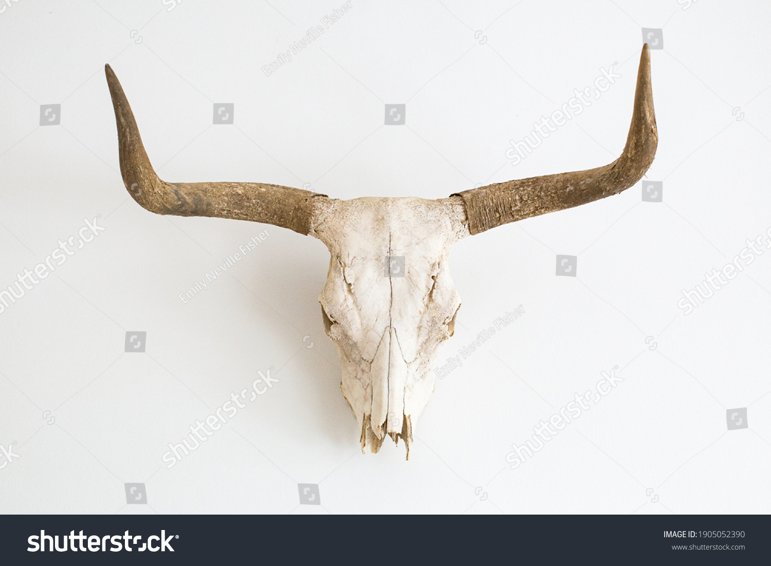 a skull of a cow with horns against a white wall #1905052390