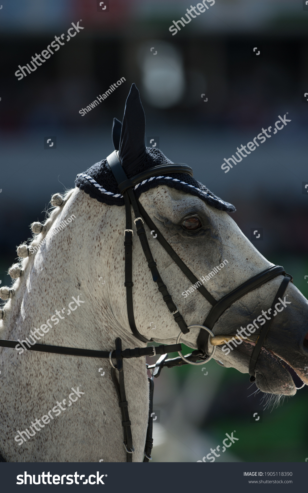 horse portrait equestrian show jumper head and neck with english show jumping bridle and bit english tack including martingale nose band  #1905118390