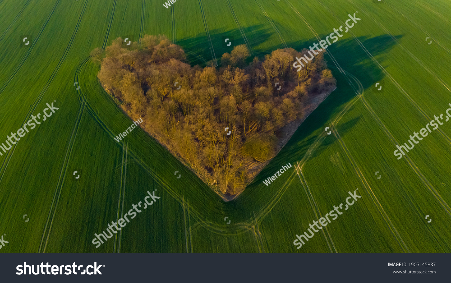 Aerial drone view to copse of love in heart shape at sunrise #1905145837