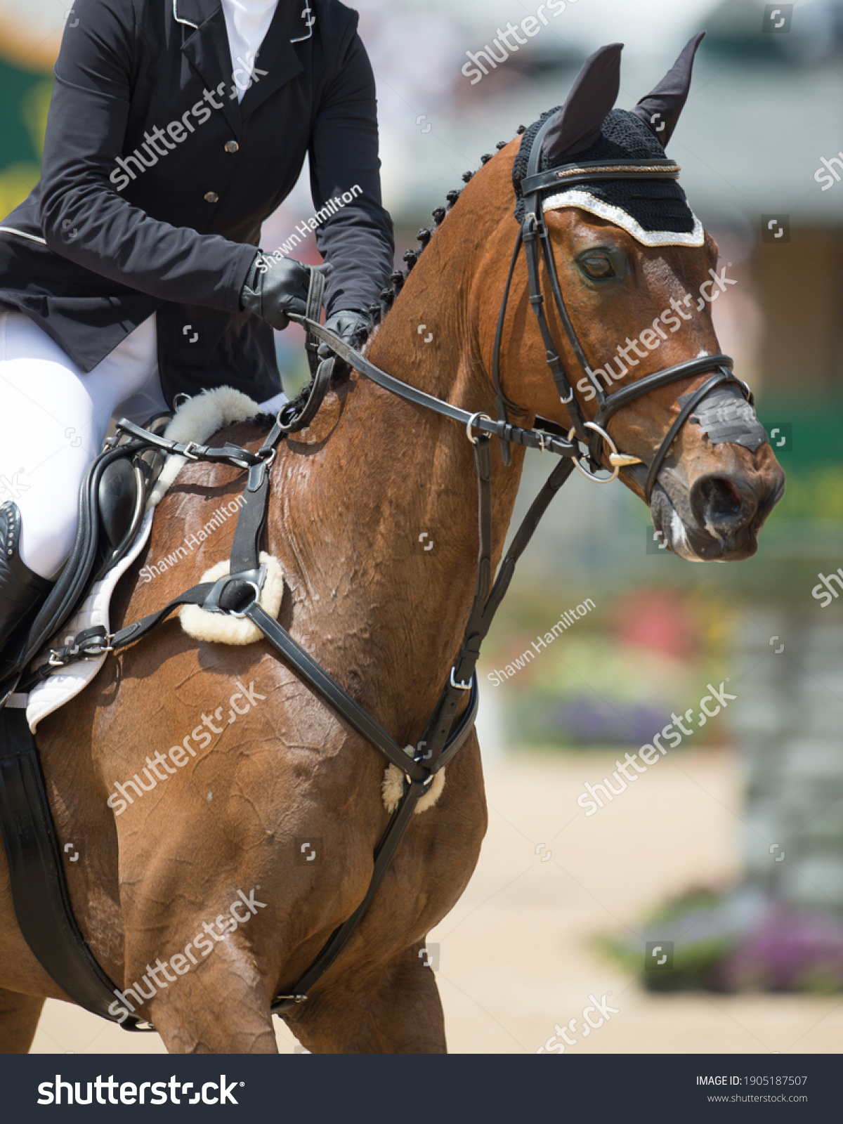 english rider on horse in show jumping competition close cropped horse wearing english tack with bridle martingale and fuzzy around nose band  #1905187507