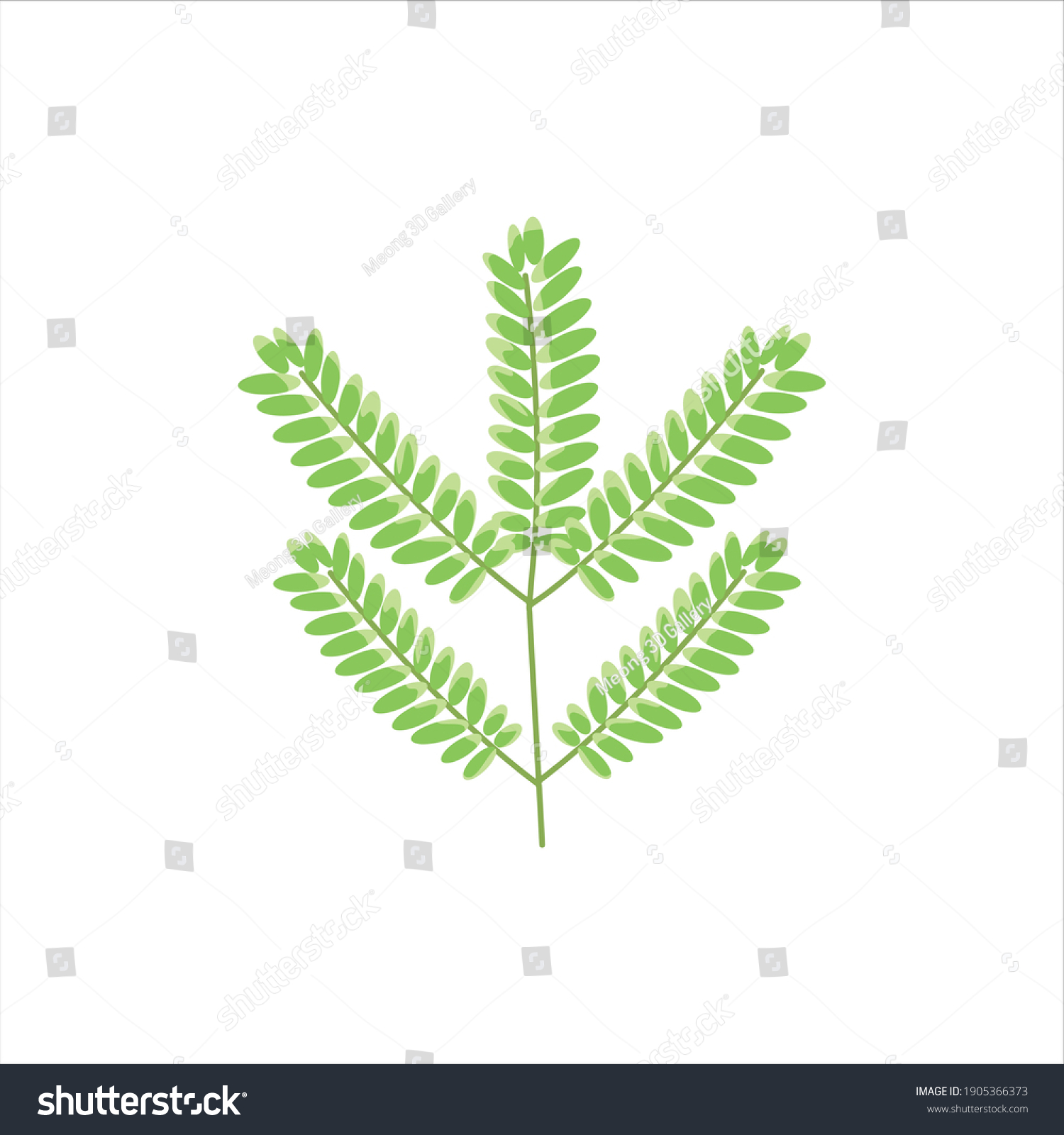 tamarind leaves visualization digital design - Royalty Free Stock ...