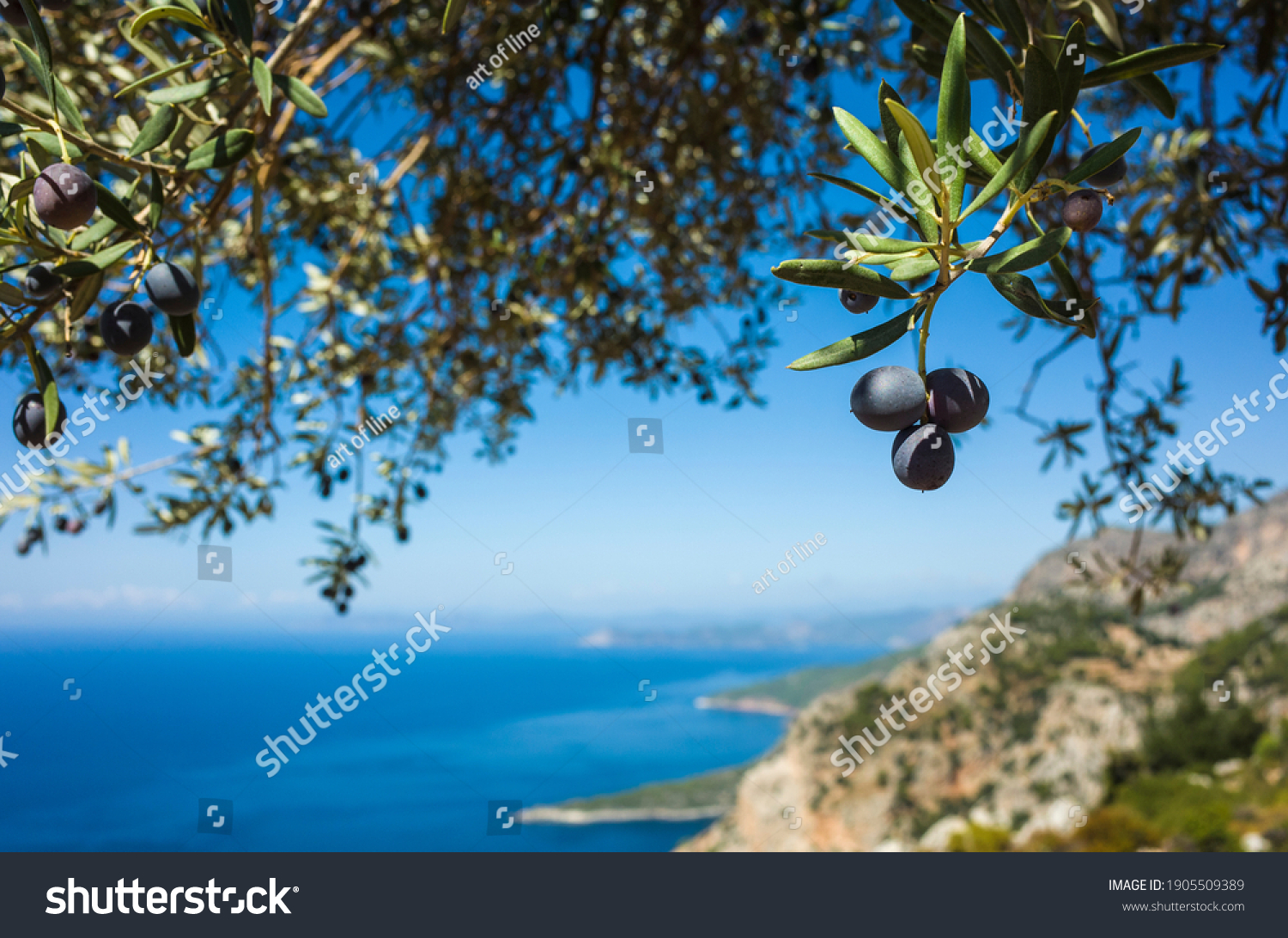 Organic ripe olives growing on olive tree with mediterranean coast background, Close up black olive fruit on tree branch, Eco farm products, healthy vegetarian food #1905509389
