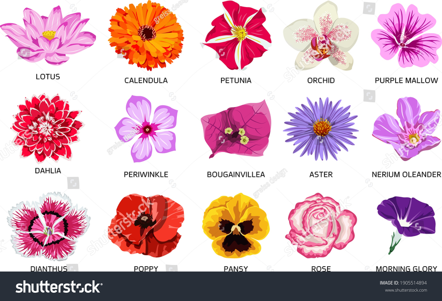 Set of fifteen types of flowers. Beautiful Royalty Free Stock Vector