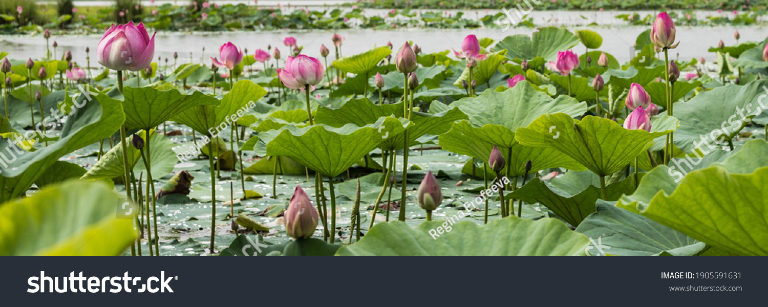 Many blooming lotuses on the lake in the Khabarovsk territory. The lake of lotuses. Panoramic shot of lotuses on the lake. #1905591631