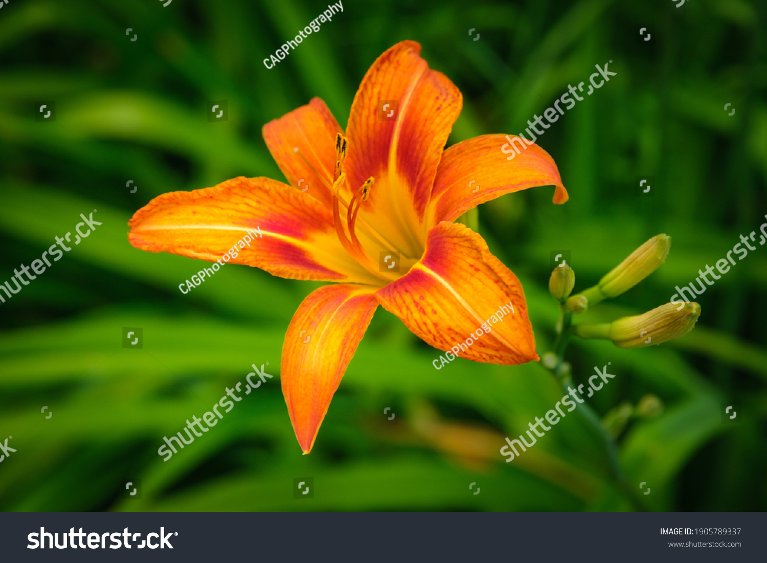 Close up of a single Orange Lilly or Tiger Lilly flower against tall green grasses in spring #1905789337
