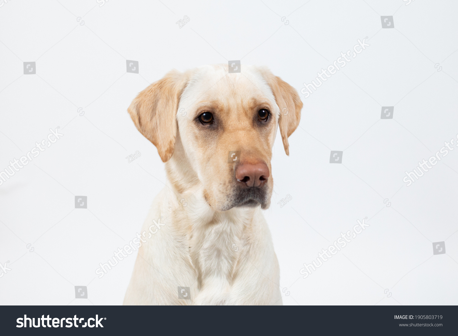 Closeup of dogs face on white background, yellow labrador retriever.  #1905803719