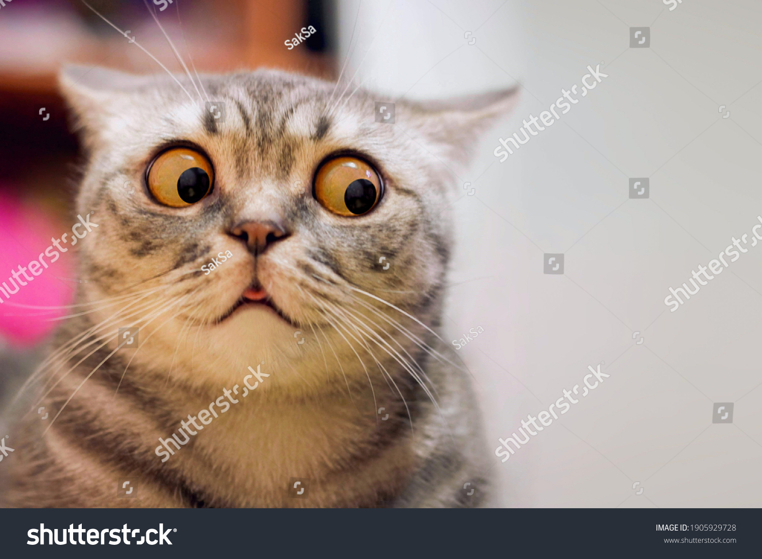 Skeptic surprised cat thinking  dont know what to do, big eyes closeup. Tabby cat look side dont know, funny face. Cute tabby cat looking scared, thinking. Wide eyed kitten dont know why, portrait #1905929728