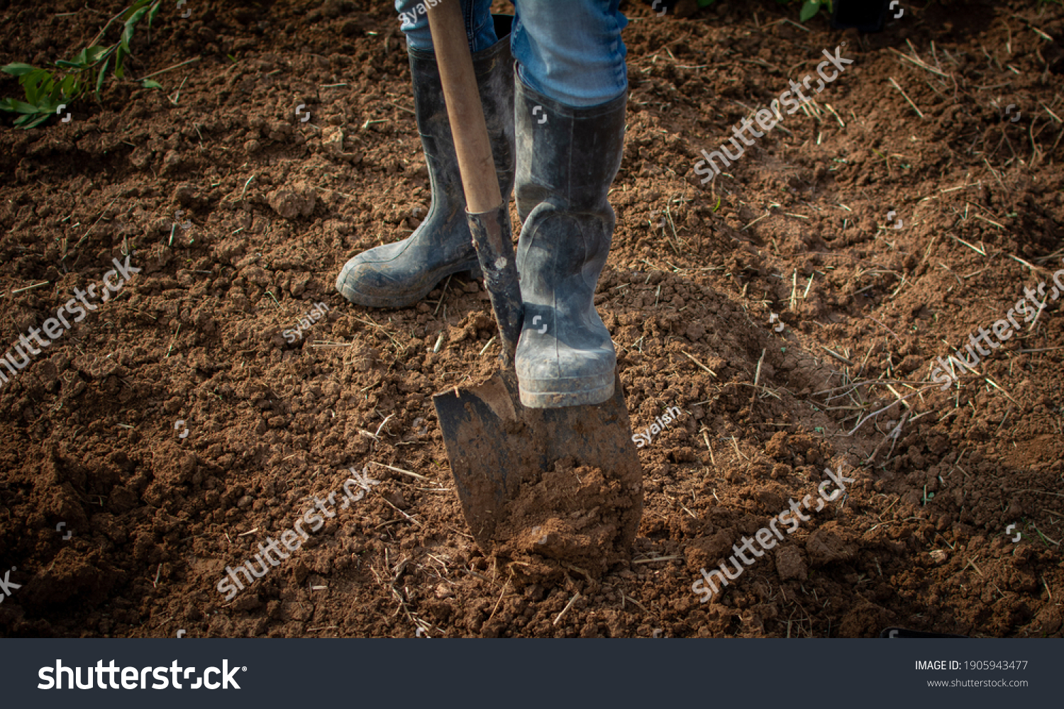 farmer feet wear Black rubber boots .Dig in the brown earth pit with the shovel. In order to plant seedlings. #1905943477
