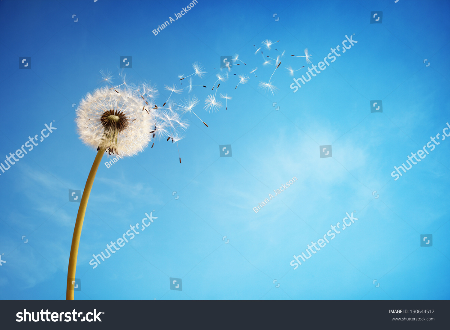 Dandelion with seeds blowing away in the wind across a clear blue sky with copy space #190644512