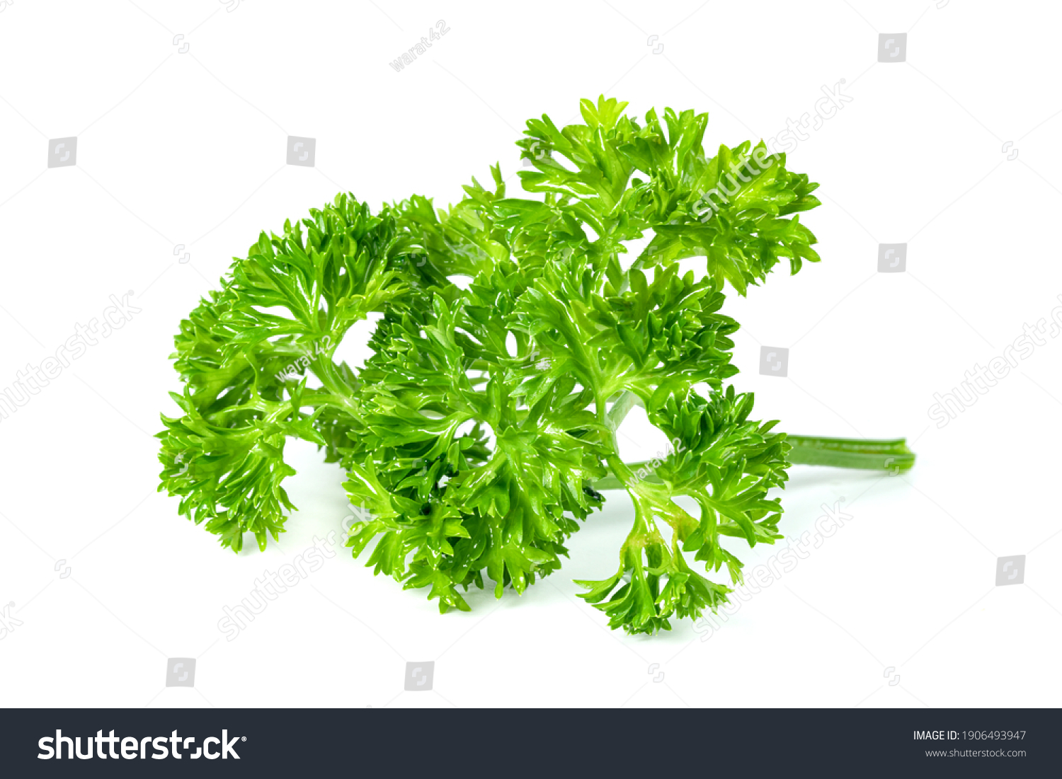 Parsley leaf or Petroselinum crispum leaves isolated on white background ,Green leaves pattern    #1906493947