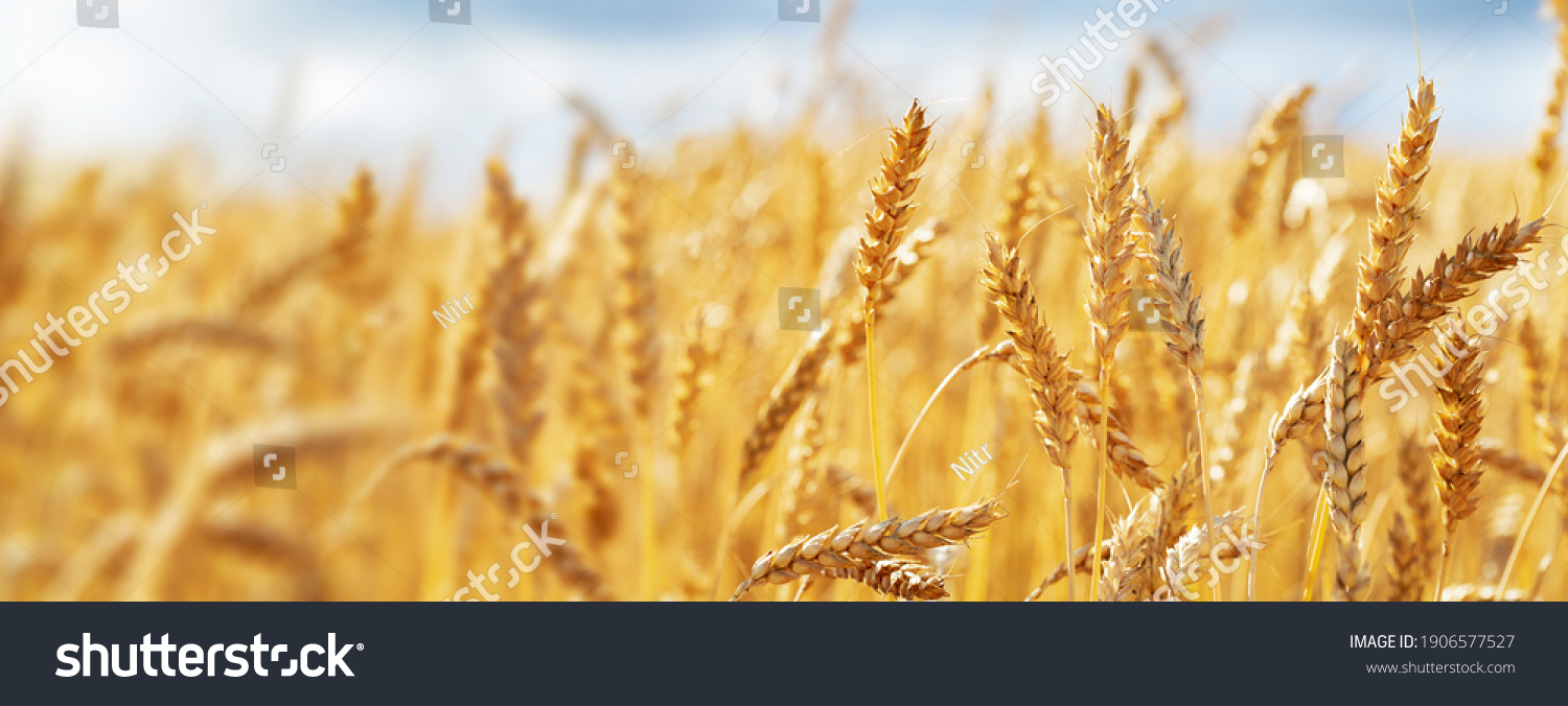 Close up of wheat ears, field of wheat in a summer day. Harvesting period #1906577527