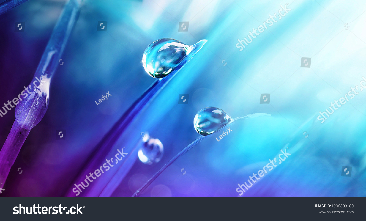 Beautiful large drops of morning dew in spring nature, selective focus. Drops transparent water on grass macro. Bright artistic image in blue and purple tones. #1906809160