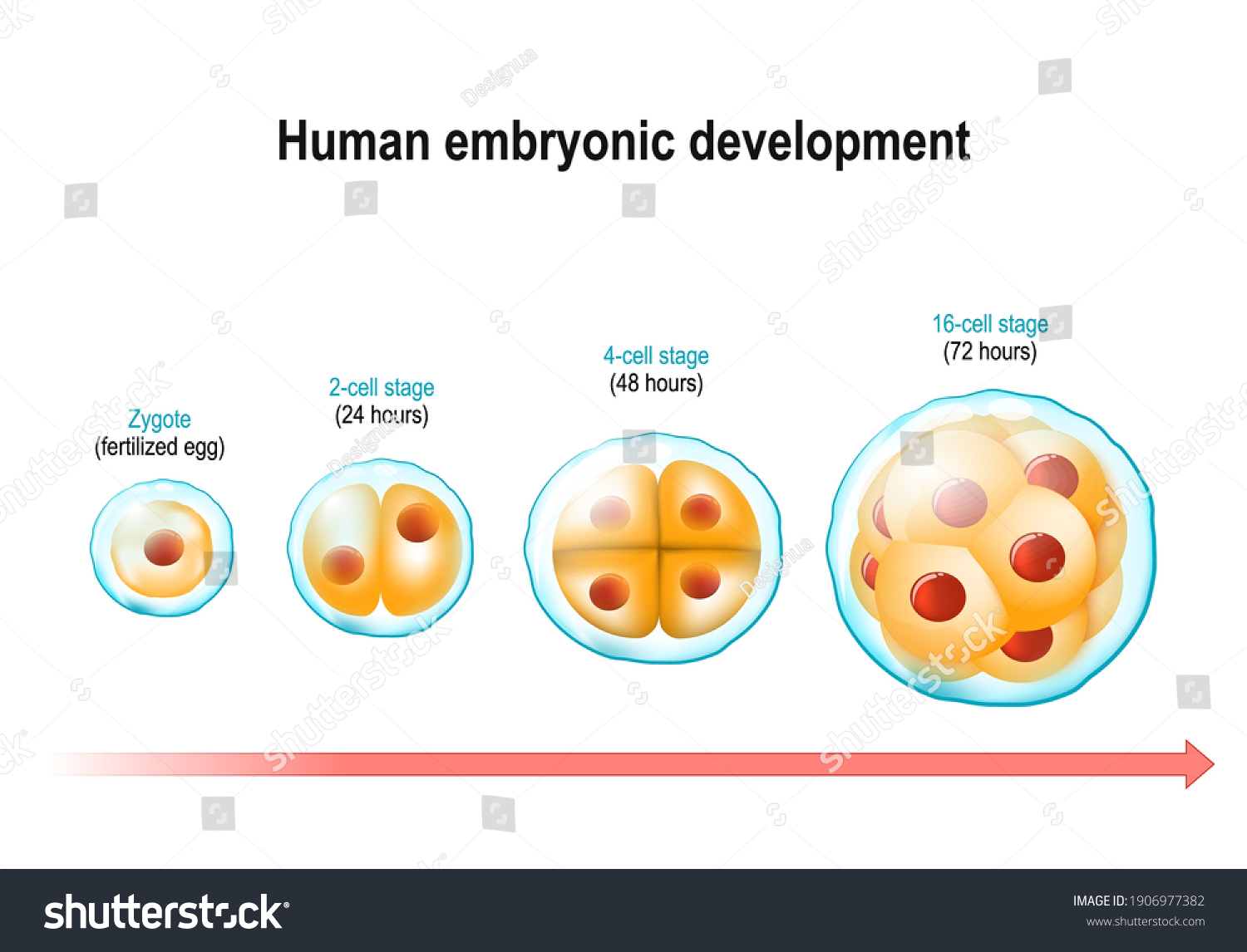 Human embryonic development. From Zygote - Royalty Free Stock Vector ...