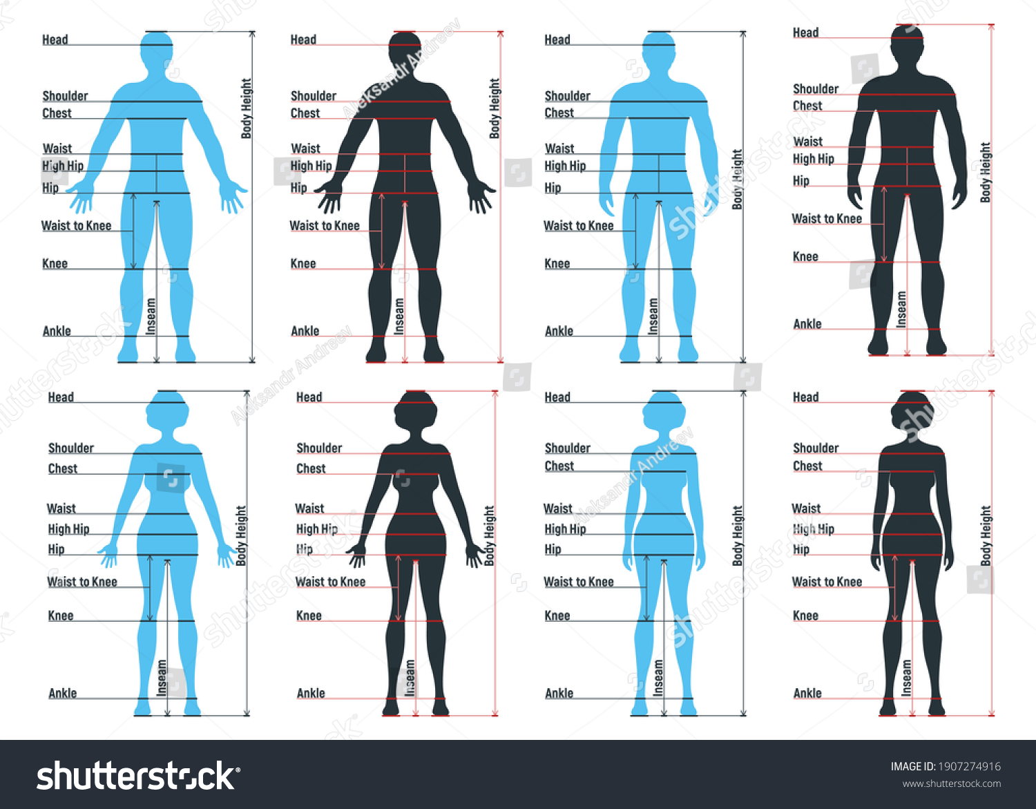 Female and male size chart anatomy human - Royalty Free Stock Vector ...