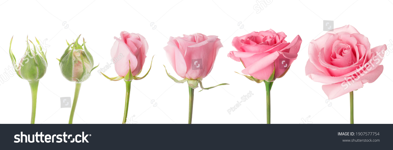 Blooming stages of rose flower on white background #1907577754